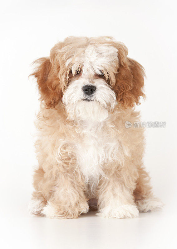 Cavapoo Puppy超过4个月